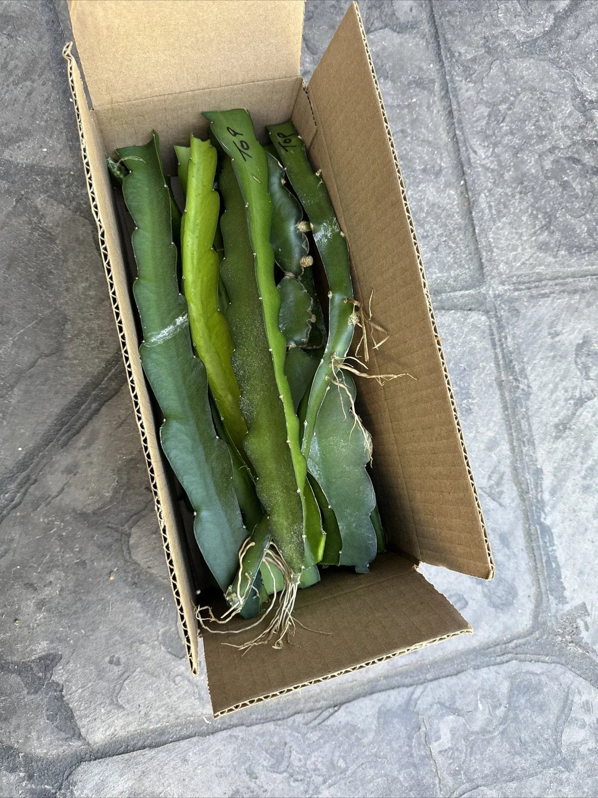 Dragon Fruit Cuttings 8-14 Inches Long, Hylocereus Undatus, Fresh Succulent Plant Propagation Material, Edible Fruit Grow Kit