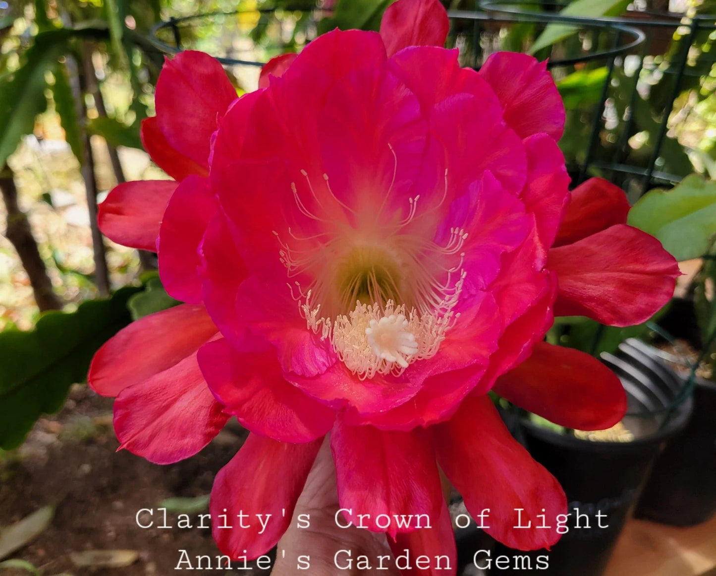 Epiphyllum Unrooted Cuttings 8-10 Inches Clarity's Crown of Light (Epiphyllum oxypetalum)