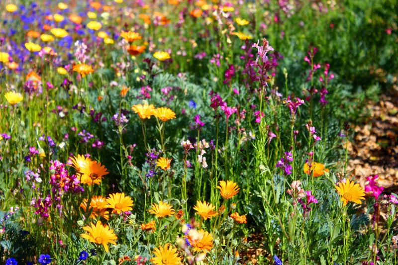 North American Wildflower Mix Seeds - Fresh Wildflower Seed Blend for Garden Planting - Native Flower Varieties