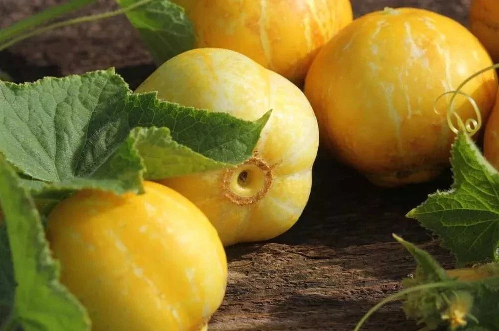 Lemon Cucumber Seeds - 50+ Heirloom Organic NON-GMO - Rare Variety - Cucumis sativus