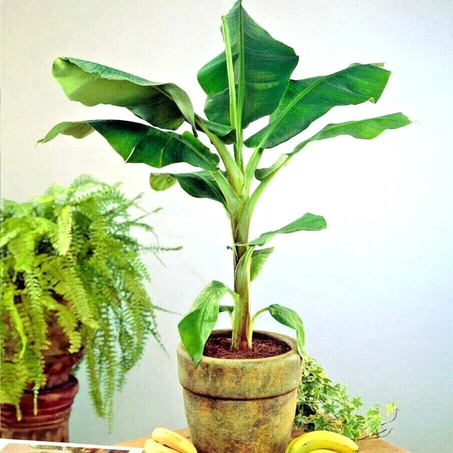 DWARF Cavendish Banana Tree 20 Seeds - Musa acuminata - Hardy Tropical Fruit Plant