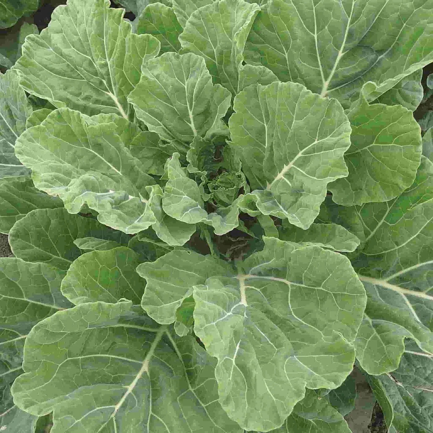 Collard Seeds, NON-GMO, Creole Variety, Georgia Southern, Heirloom, Vegetable Seeds, Organic Gardening