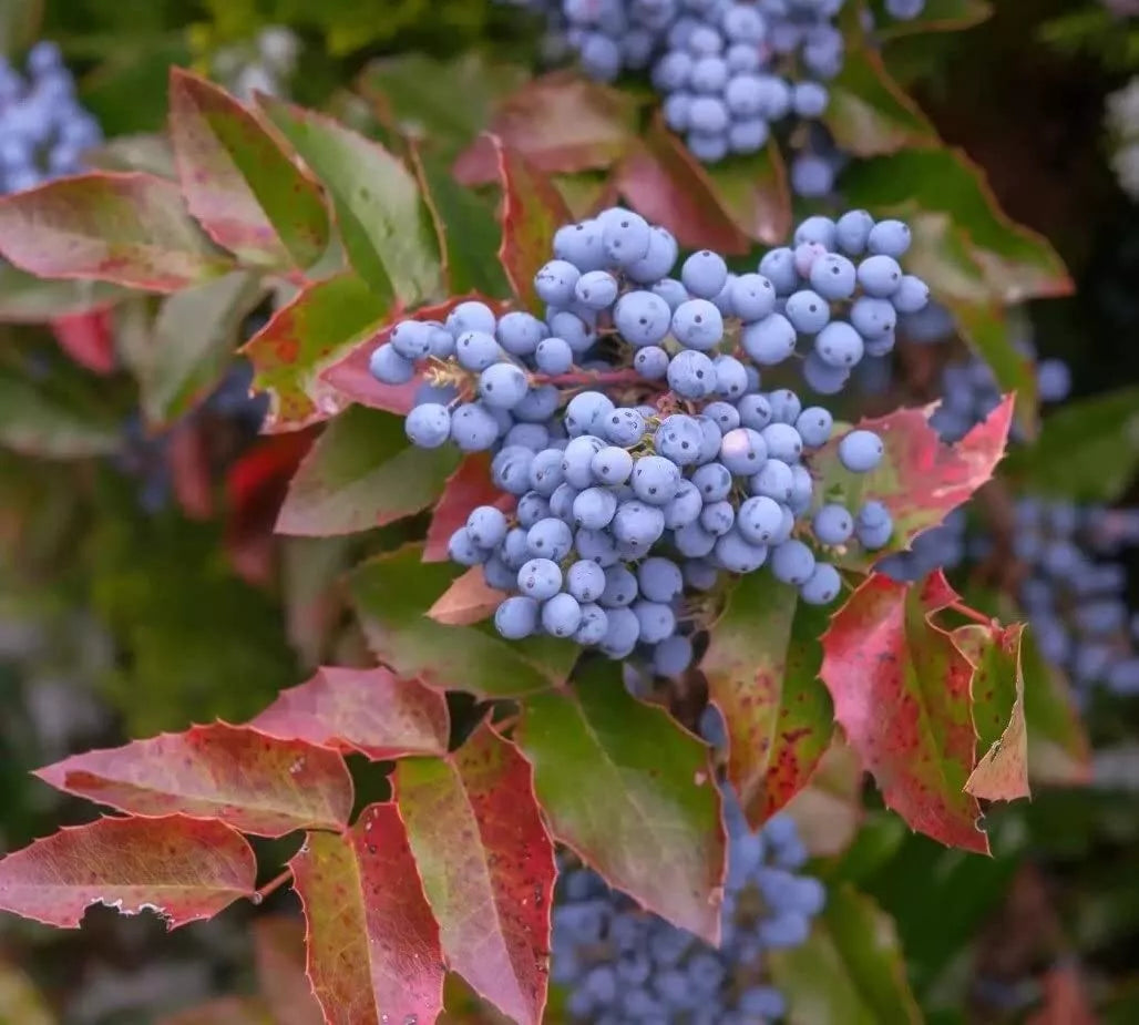 Creeping Barberry Bush Seeds - 50 Pack - Oregon Grape (Mahonia repens) - Ideal for Planting in Gardens and Landscapes