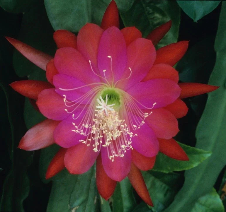 Epiphyllum Orchid Cactus Plant - DANTE Variety, Don's Cuttings, Perfect for Indoor Gardens, Unique Houseplant