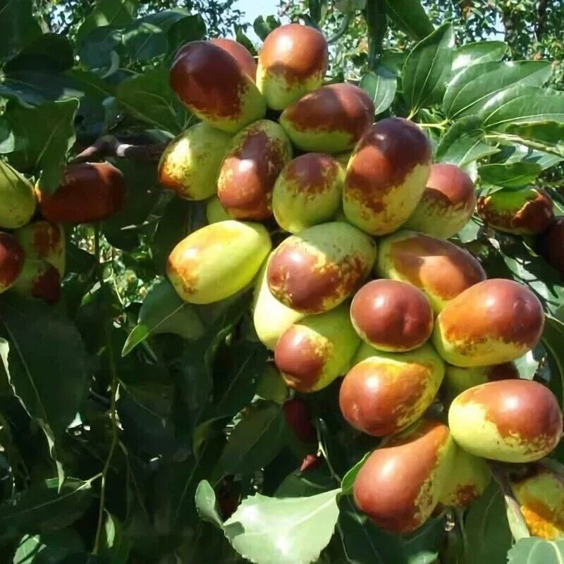 Jujube Cuttings - 10pcs+ - Sherwood Variety - Chinese Red Date - Ziziphus jujuba