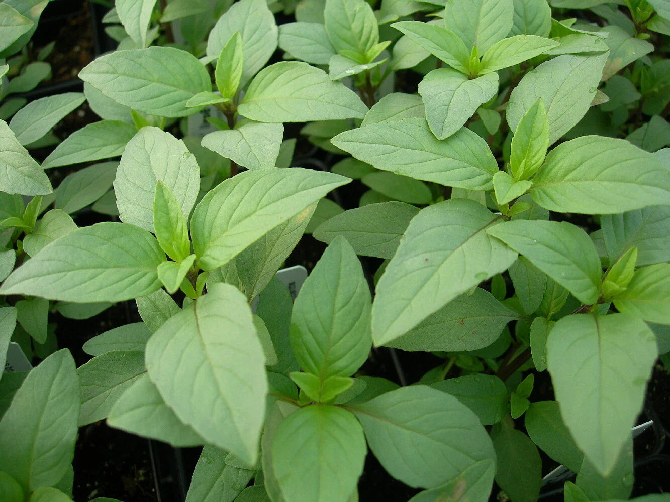 Lime Basil Seeds Packets, Hoary Basil, NON-GMO, Herb Garden Starter, Ocimum basilicum var. citriodorum