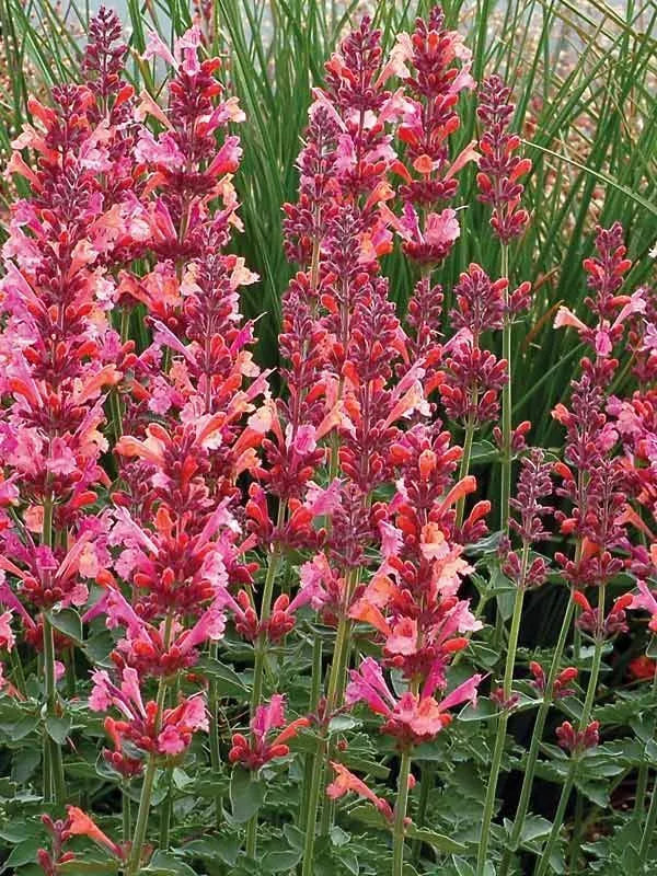 Coral Hyssop Seeds - 100 Perennial Flower Seeds - Agastache - Vibrant Color - US Seller