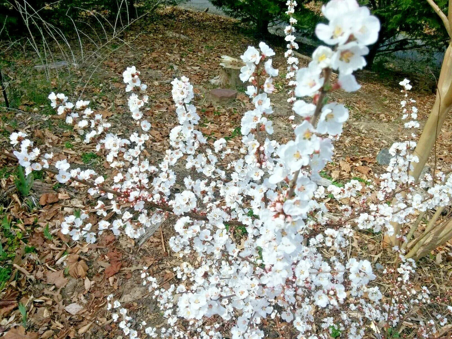 Unrooted Cuttings 10 Thin Semi-Hardwood Dwarf Nanking Cherry Prunus Tomentosa