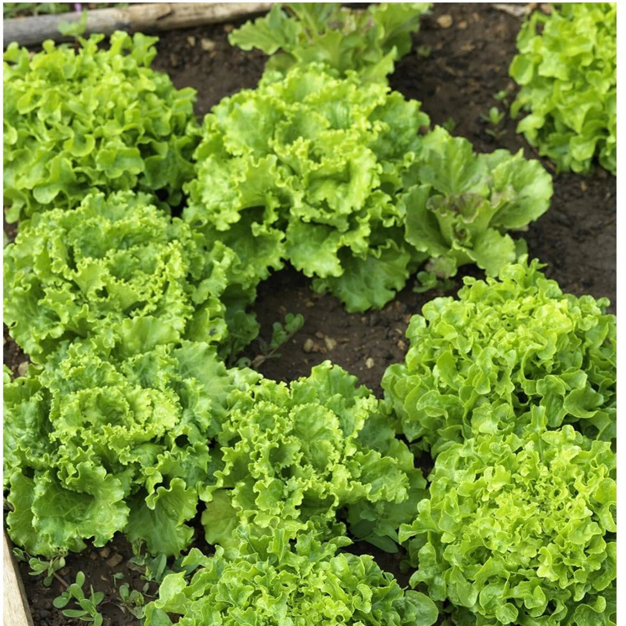 Oakleaf Lettuce Seeds - 250+ Non-GMO Seeds - Heirloom Variety - Lactuca sativa - Free Shipping USA