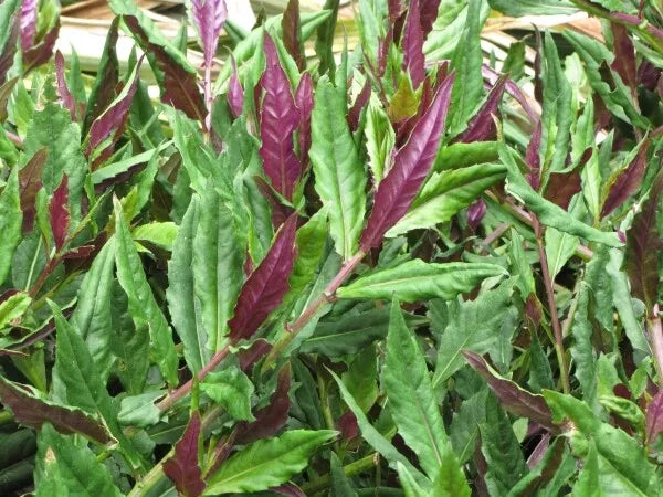 Okinawa Spinach Starter Plant - Gynura Crepioides - Green & Purple Foliage - Nutrient-Rich Edible Ground Cover Plant