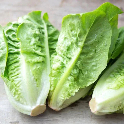 Little Gem Lettuce Seeds - Heirloom Non-GMO Variety - Organic Vegetable Seeds - Ideal for Home Gardening