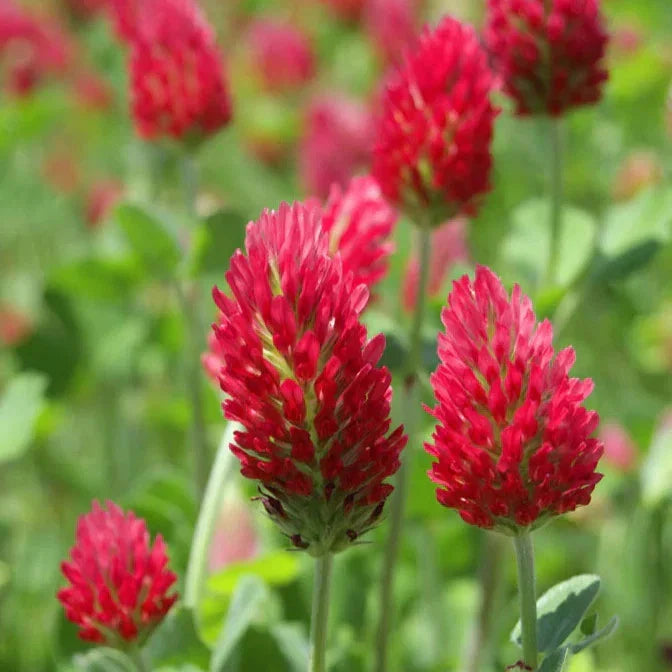 Crimson Clover Seeds - Italian Blood Red - Garden Flower - Trifolium incarnatum - For 2025 Planting in USA