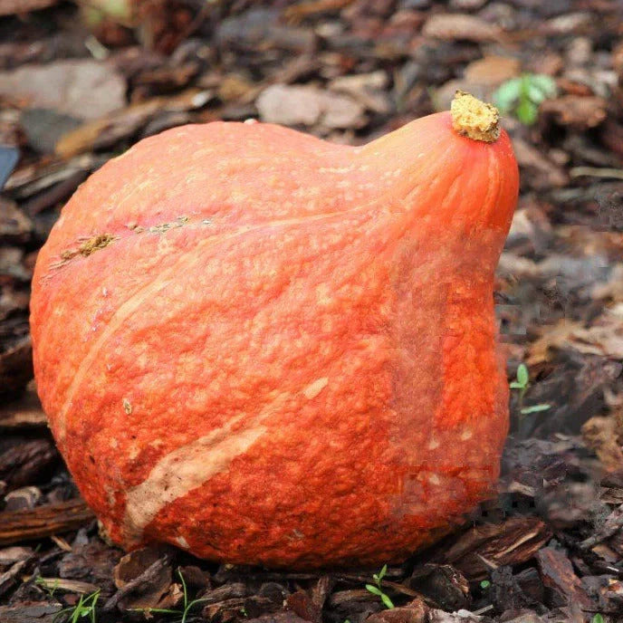 Golden Hubbard Squash Seeds - Organic Winter Vegetable for 2025 Planting - Cucurbita maxima