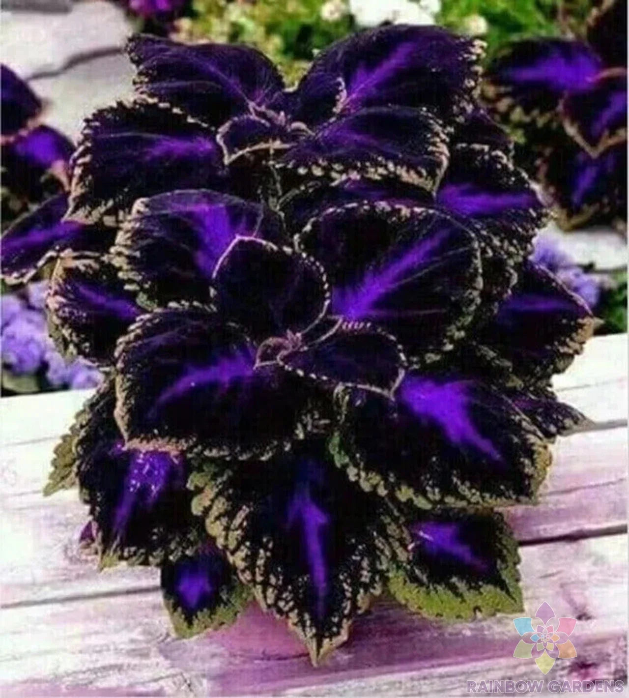 Coleus Seeds - 25+ Black Purple Variety - Perfect for Garden Planting - Solenostemon scutellarioides