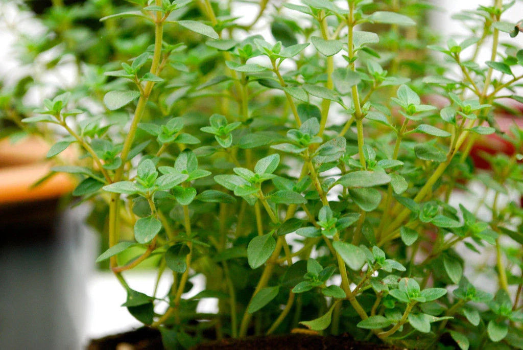 320 Seeds Thyme German Common Winter Perennial Herb - Thymus vulgaris - Non-GMO, USA Grown, Buy 15 Ships Free