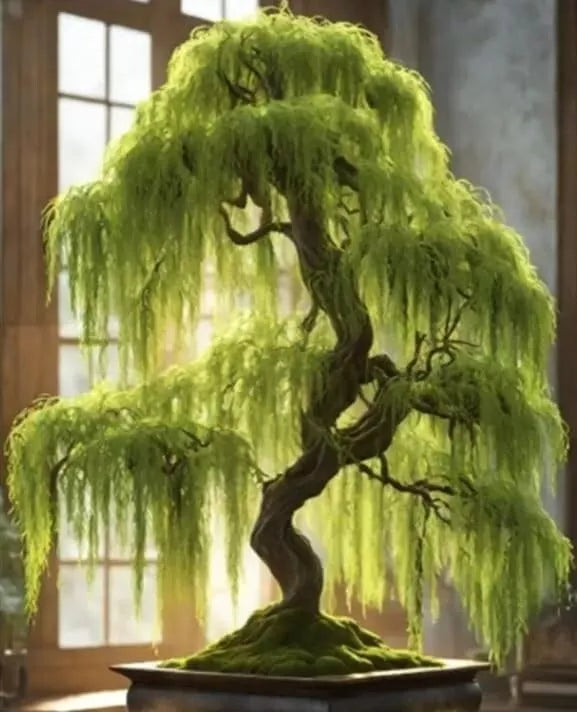1 UNROOT CUTTING of Hey Dina Willow for Bonsai Tree - Fast Growing, Indoor/Outdoor - Salix 'Hey Dina'