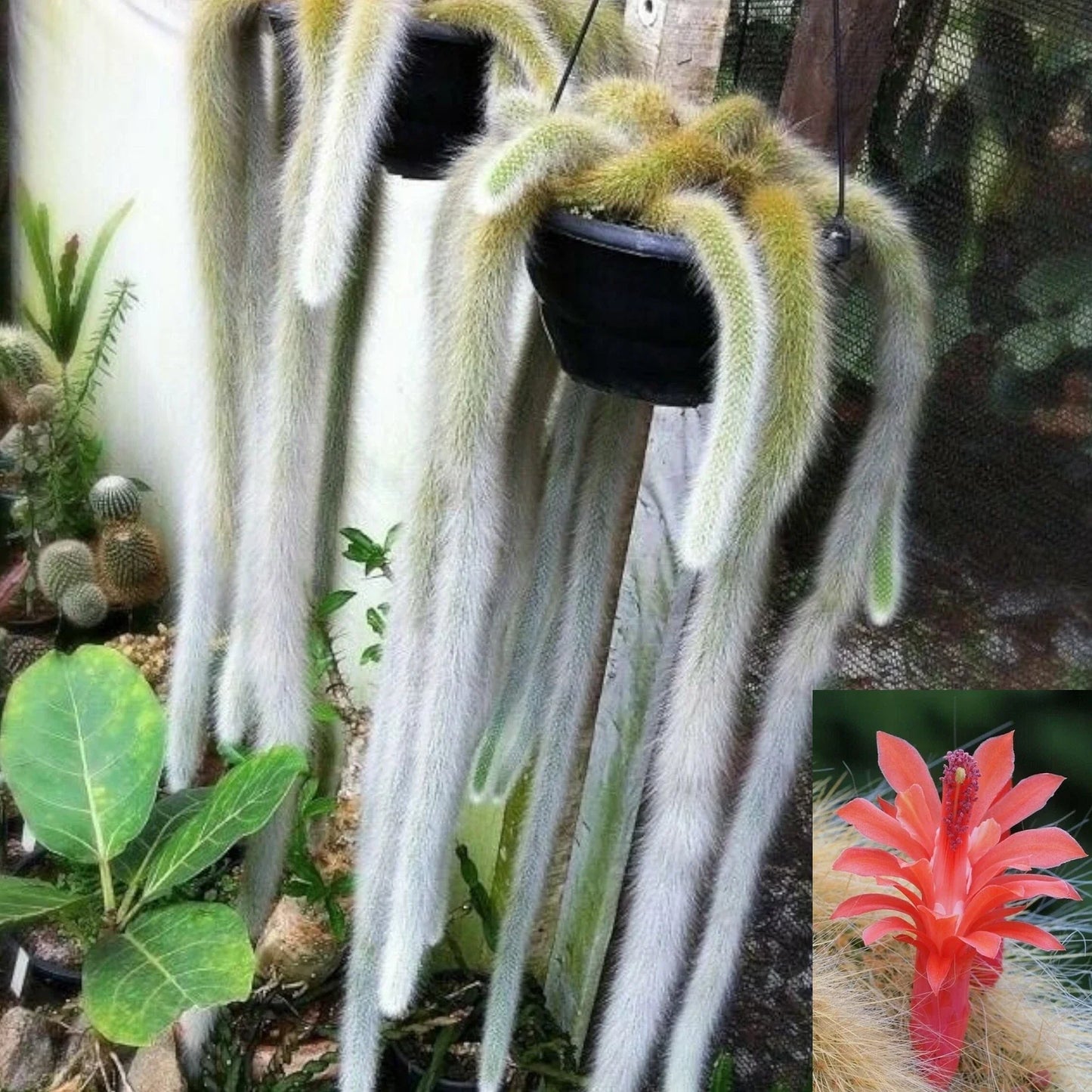 Monkey Tail Cactus Plant - Hildewintera colademononis - Unique Succulent - Perfect for Indoor Gardens and Collectors
