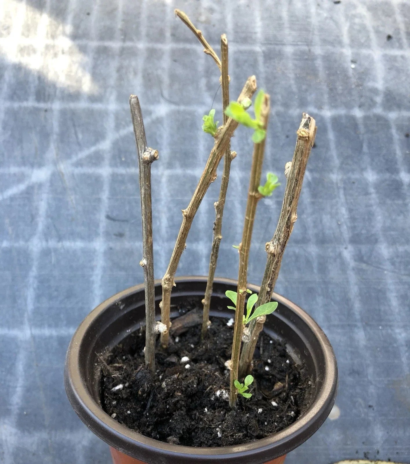 Goji Berry Plant Cuttings in Pot - Live Goji Berries for Planting - Lycium barbarum