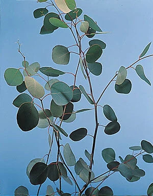 Eucalyptus Silver Dollar Seeds - 250 Count - Eucalyptus cinerea - Aromatic Drought-Tolerant Plant for Gardens and Landscapes