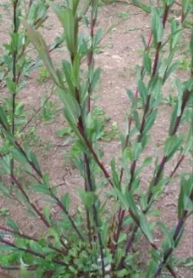 Dark Dicks Willow Cuttings - Plant Size, Basket Willow - Salix Purpurea for Stunning Garden Displays