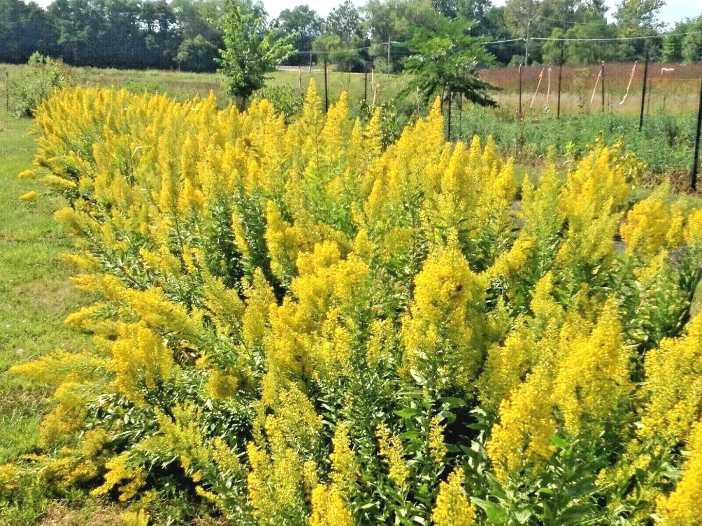 Goldenrod Seeds - 100+ Count - Showy Native Perennial Wildflower for Pollinators - Solidago canadensis