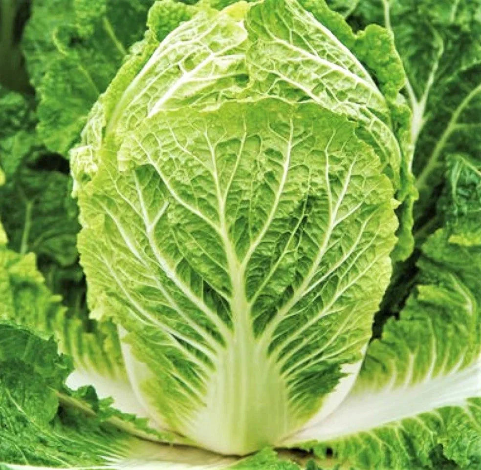 Matsushima Chinese Napa Cabbage Seeds - 500+ Count - Brassica rapa - USA Grown for 2025 Planting