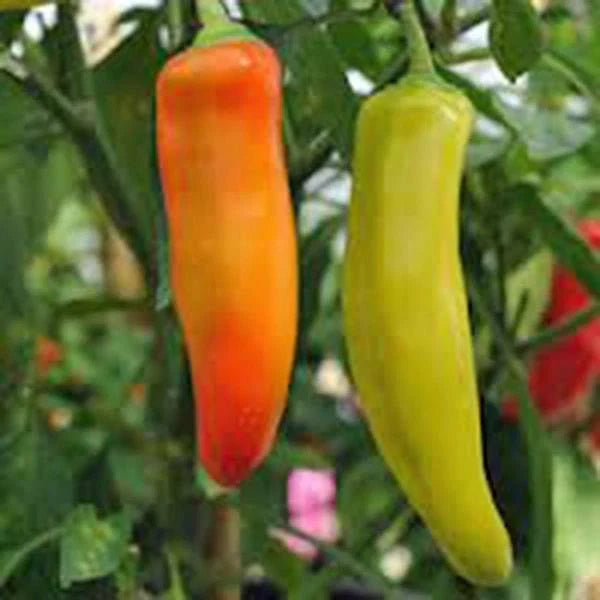Spicy Hungarian Yellow Wax Pepper Seeds, Heirloom, Non-GMO, 500 Seeds, Capsicum annuum