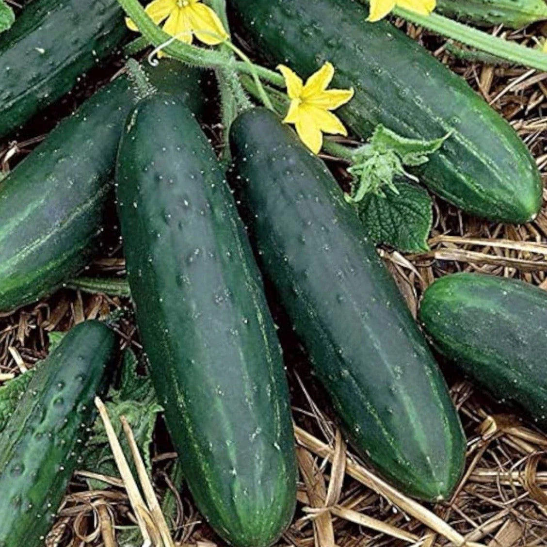 Tendergreen Burpless Cucumber Seeds - 50+ Organic Heirloom Seeds - Cucumis sativus
