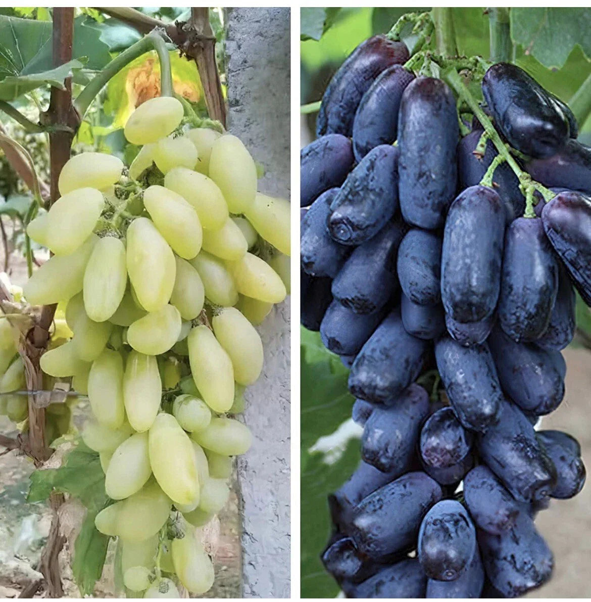 Mixed Finger Grape Seeds - 20 Non-GMO Seeds for Home Growing - Easy Fruit Gardening (Vitis vinifera) - TX USA