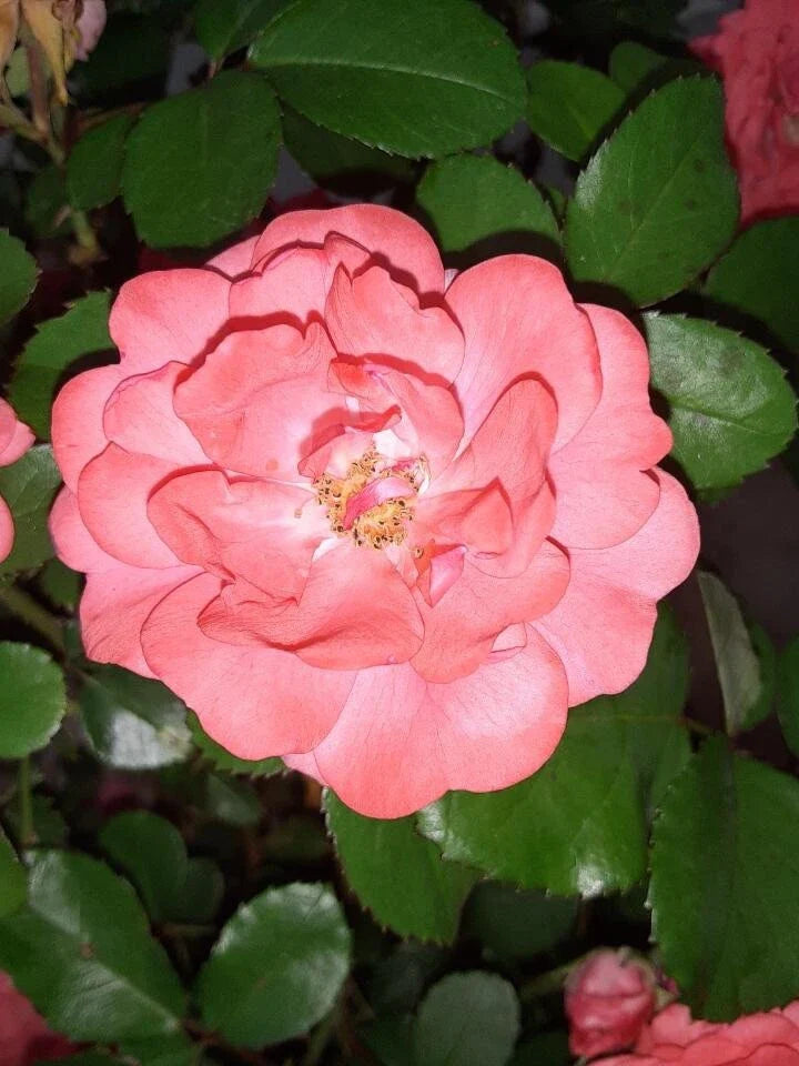 Coral Floribunda Rose Cuttings (4) - Rosa floribunda, Ideal for Containers or Garden, Immediate Planting Recommended