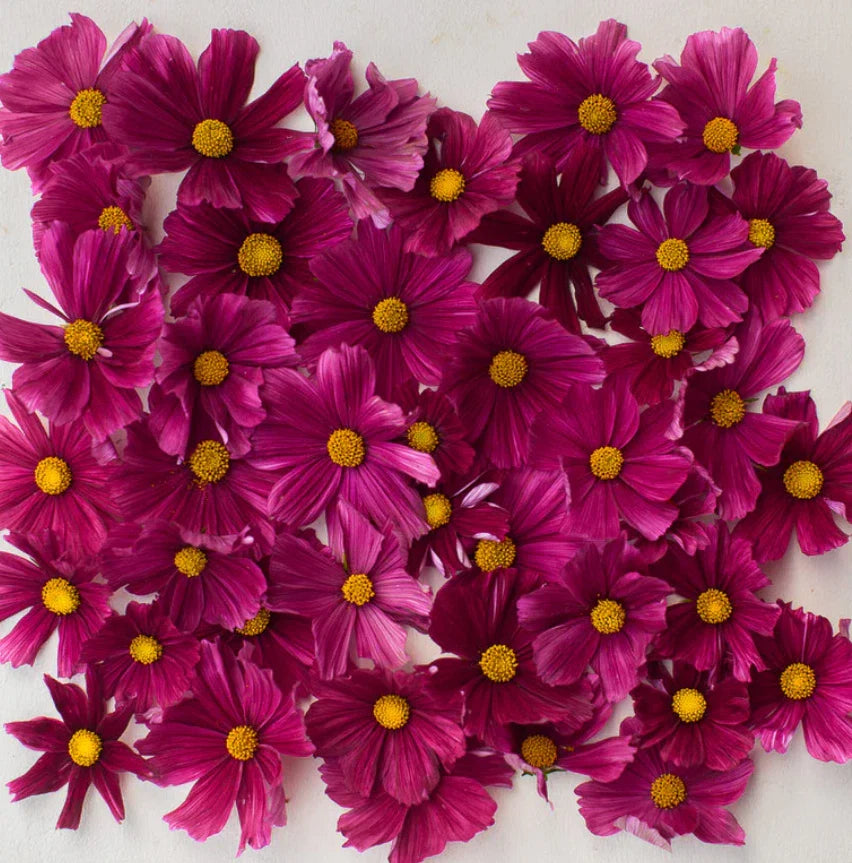 Cosmos Seeds 100 Count Dwarf RUBENZA Unique Ruby Color Non-GMO Pollinators (Cosmos bipinnatus)