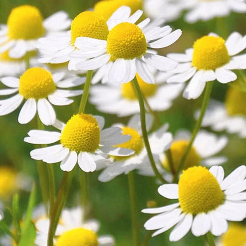 Roman Chamomile Seeds | 2,000 Seeds | Heirloom Non-GMO | Chamaemelum nobile | Aromatic Garden Herb