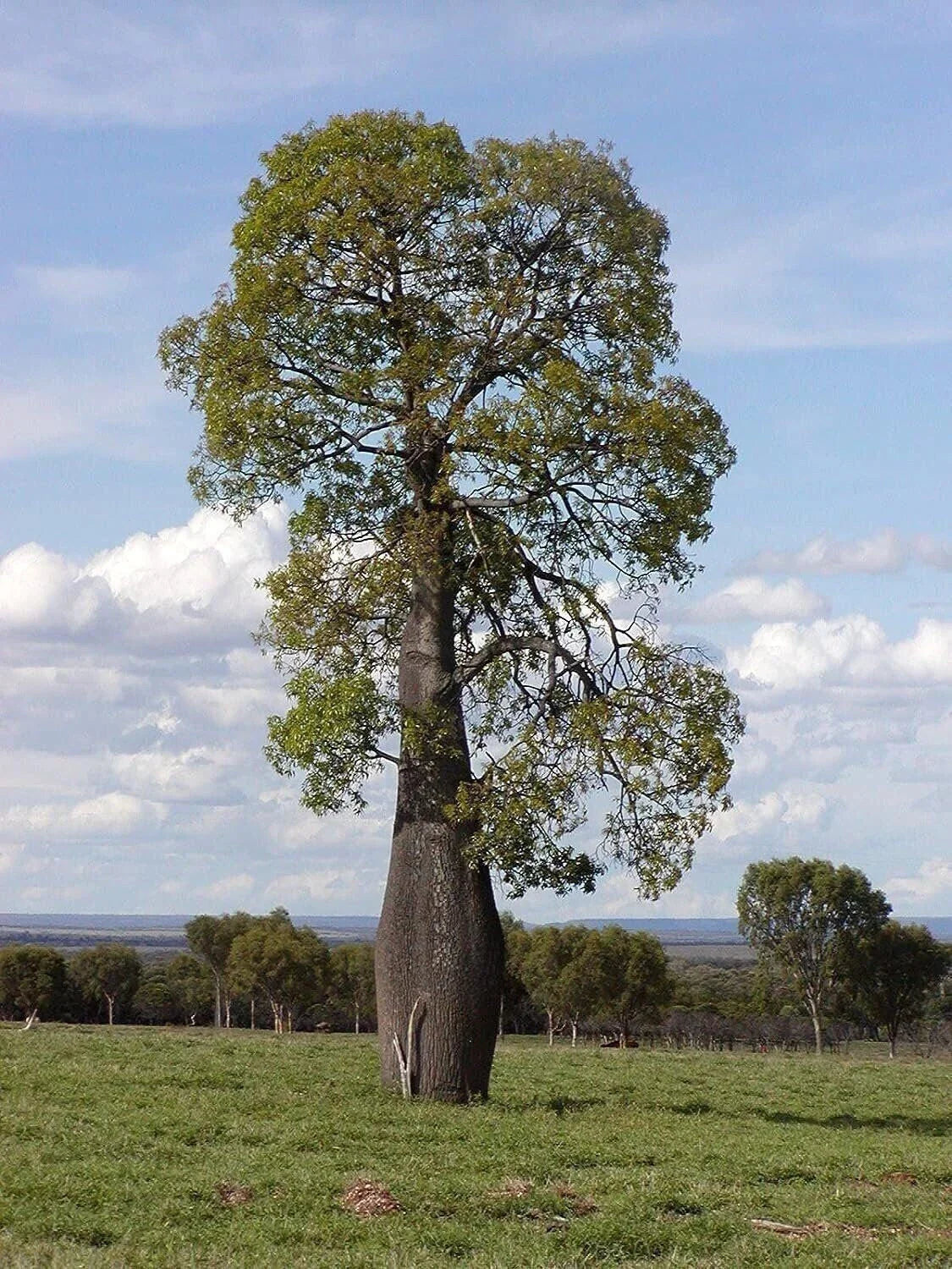 Queensland Bottle Tree Live Plant in 3 Gallon Pot, Brachychiton rupestris, Unique Tropical Foliage for Home or Garden