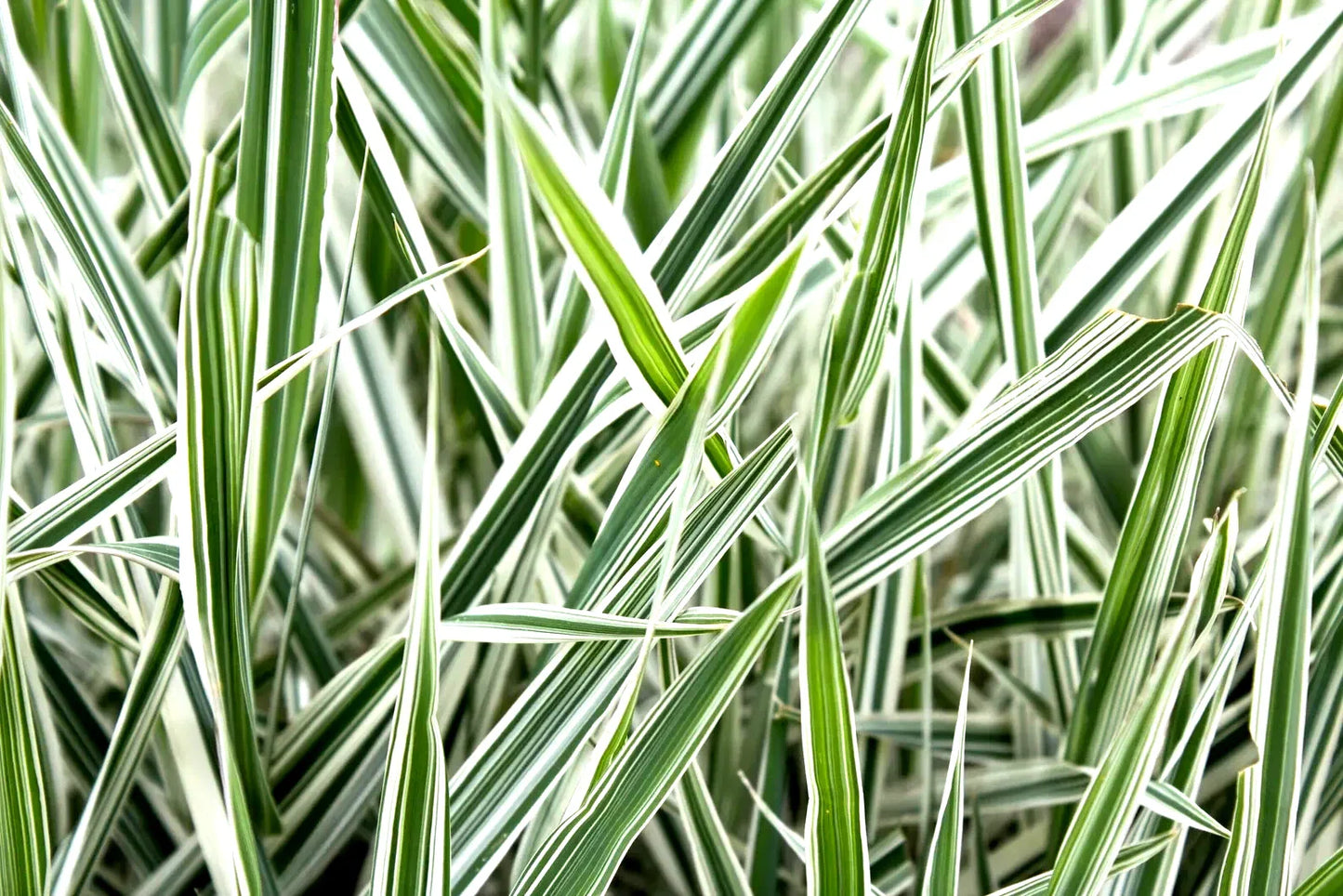Ribbon Grass Plants - 10 Strawberry & Cream Root Divisions - Hardy Sun or Shade Ground Cover (Phalaris arundinacea)
