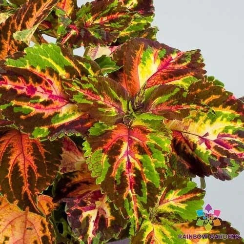 Coleus Seeds - 25+ Superfine Rainbow Multicolour Variety - Coleus blumei - Garden Planting, USA, Free Shipping