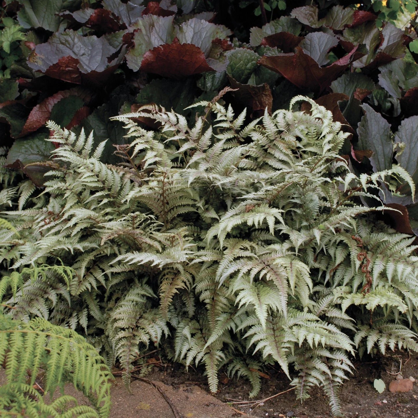 Japanese Painted Fern Plant 5.25" Pot Athyrium niponicum 'Pictum' Well Rooted Ornamental Foliage