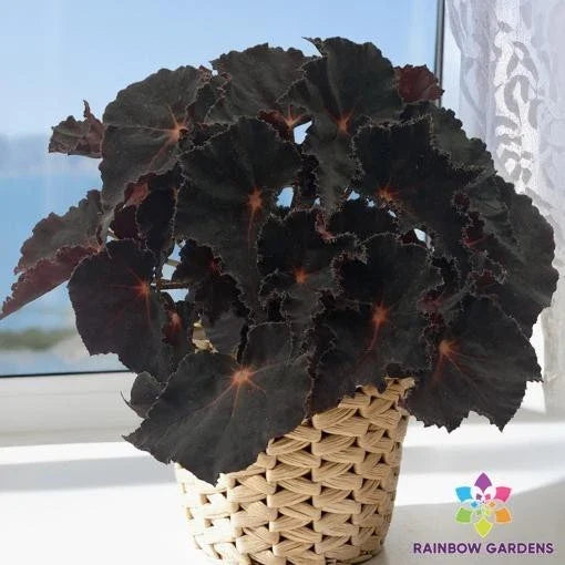 Cherry Sparkle Begonia Seeds - 25+ Seeds for Garden Planting - Begonia x erythrophylla - USA