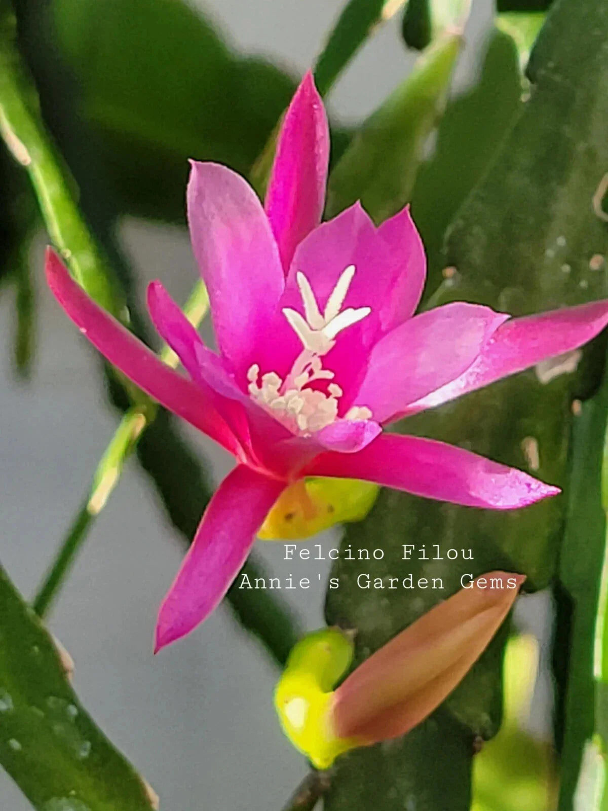 Epiphyllum Cuttings - Unrooted 8-10 Inches - Felcino Filou - Cactus Plant (Epiphyllum)