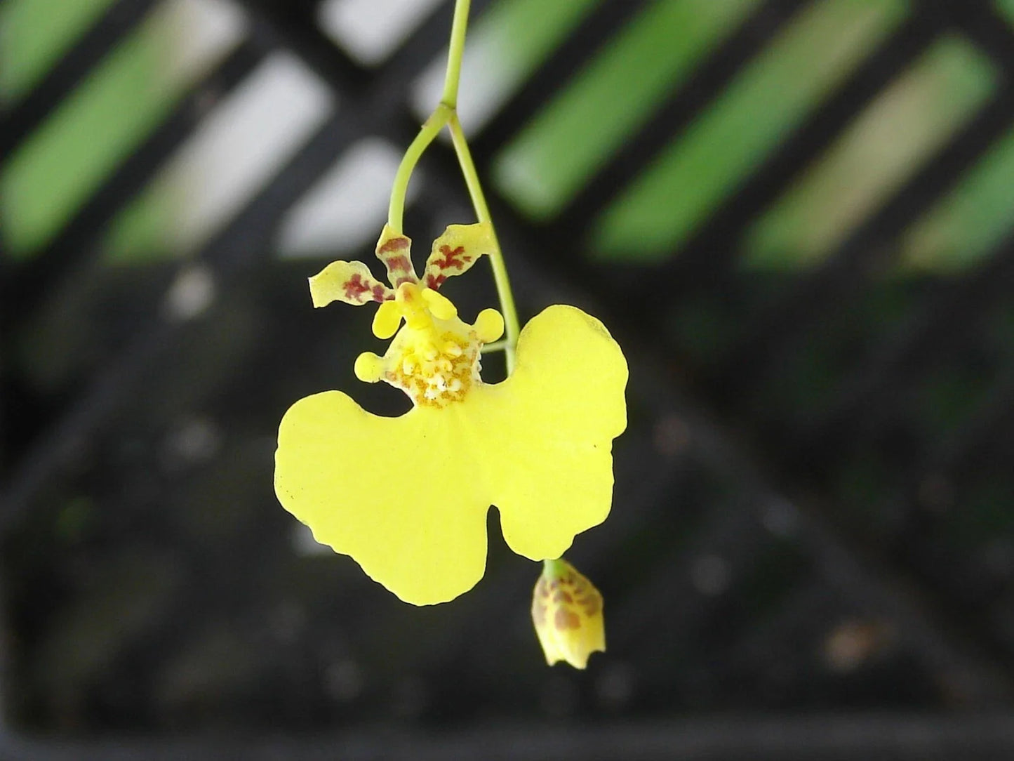 Oncidium Prionochilum Bloom Size Bare Root Plants - 15+ Oncidium Species for Orchid Collectors