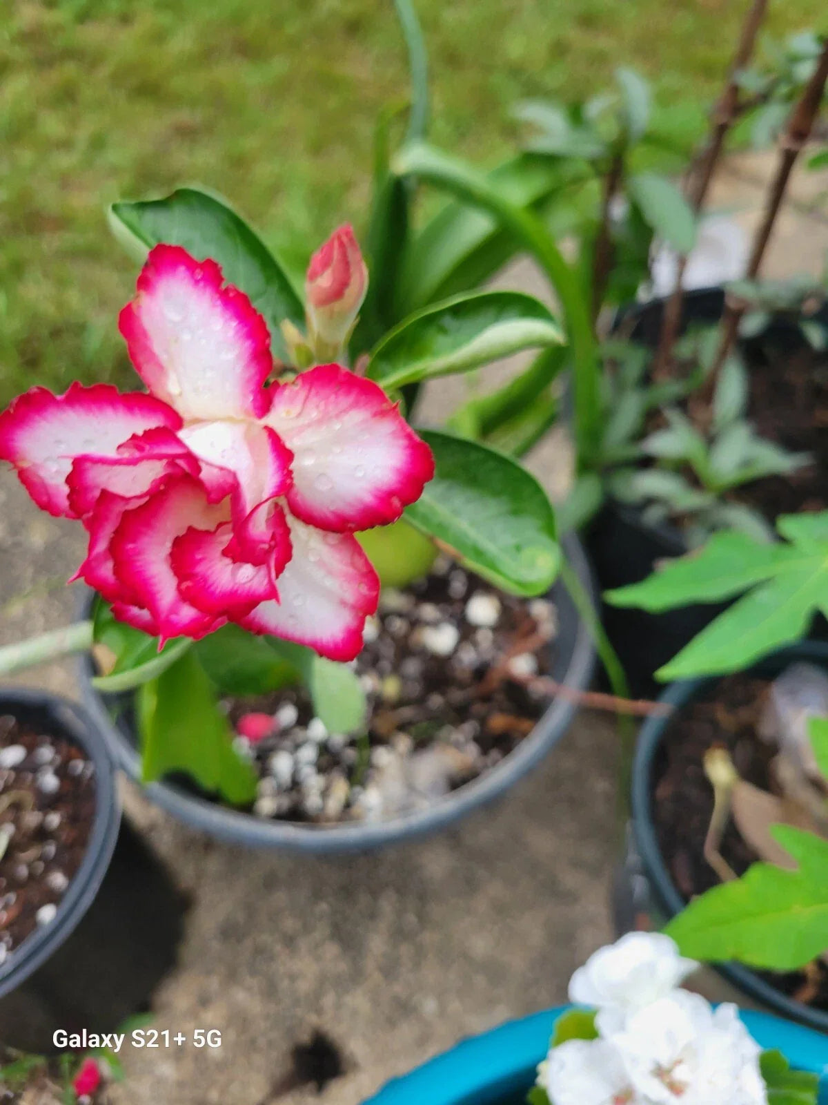 Desert Rose Adenium obesum 3-5" Triple Flowering Plant in 1 Gallon Pot - Rare Variety