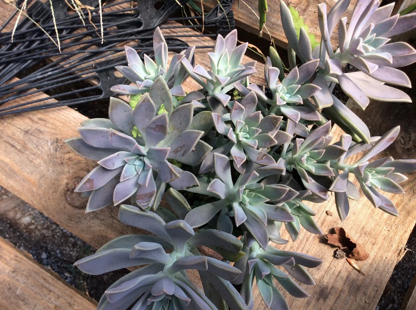 Echeveria Ghost Plant Succulent Cuttings - RARE 2" to 4" - Echeveria Laui - Ideal for Propagation and Decoration