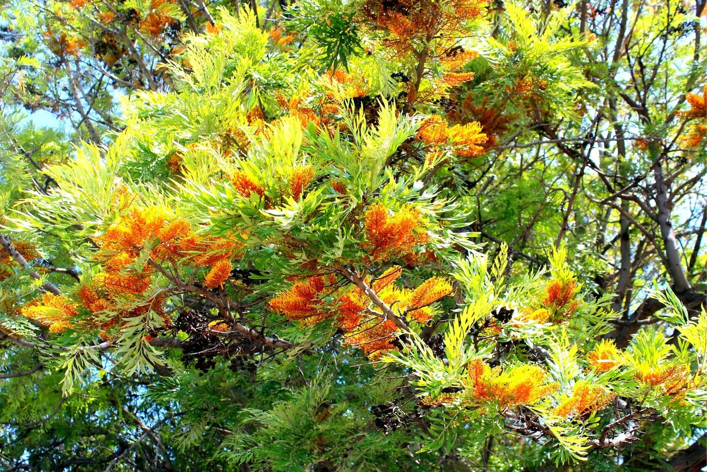Silky Oak Tree Seeds - 30 Pack - Grevillea robusta - Ideal for Planting, Fast Growing, Native Australian Tree Seeds