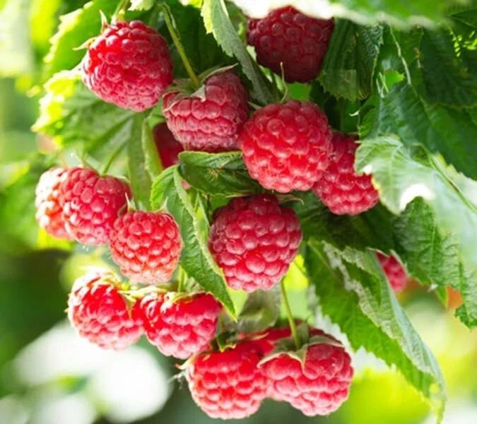 Latham Raspberry Plants - Easy to Grow - Non-Shipping to California - Rubus idaeus 'Latham'