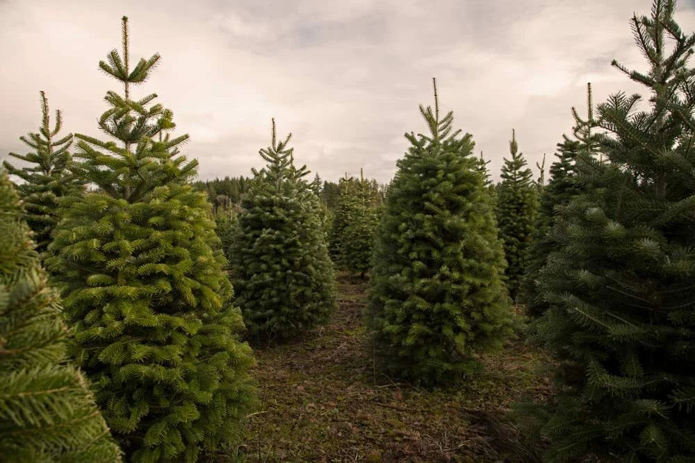 Christmas Tree Seeds 50 Count Balsam Fir Seeds (Abies Balsamea) for Planting