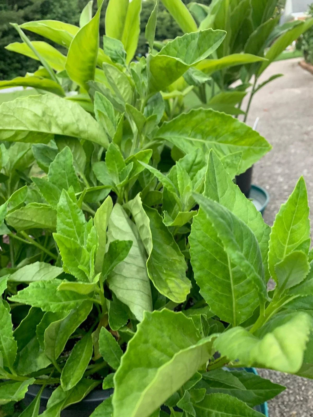 Longevity Spinach Cuttings - 4 Fresh Unrooted Cuttings, Gynura procumbens, 5-6 Inches Long, Edible Greens for Healthy Living