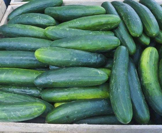 Cucumber Seeds - Early Spring Burpless Variety - Fresh Seed for Planting - Cucumis sativus