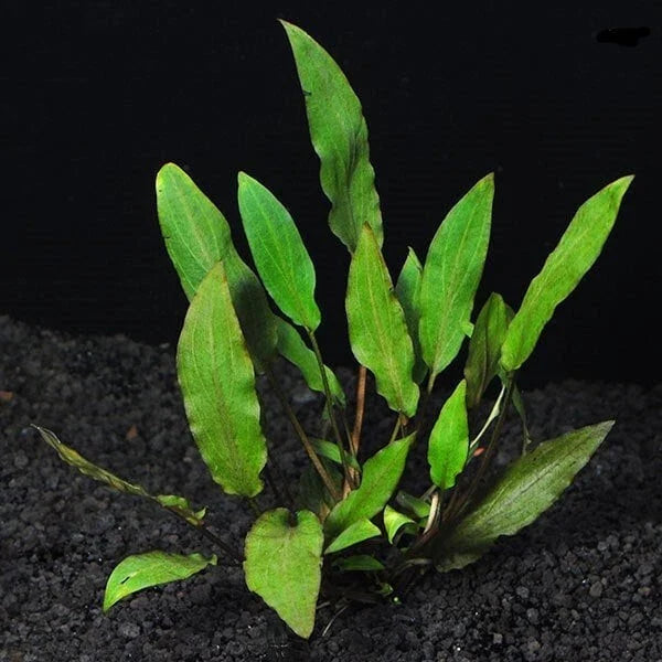Cryptocoryne Wendtii 'Green' - Easy Live Aquarium Pond Plant - Freshwater Aquatic Plant