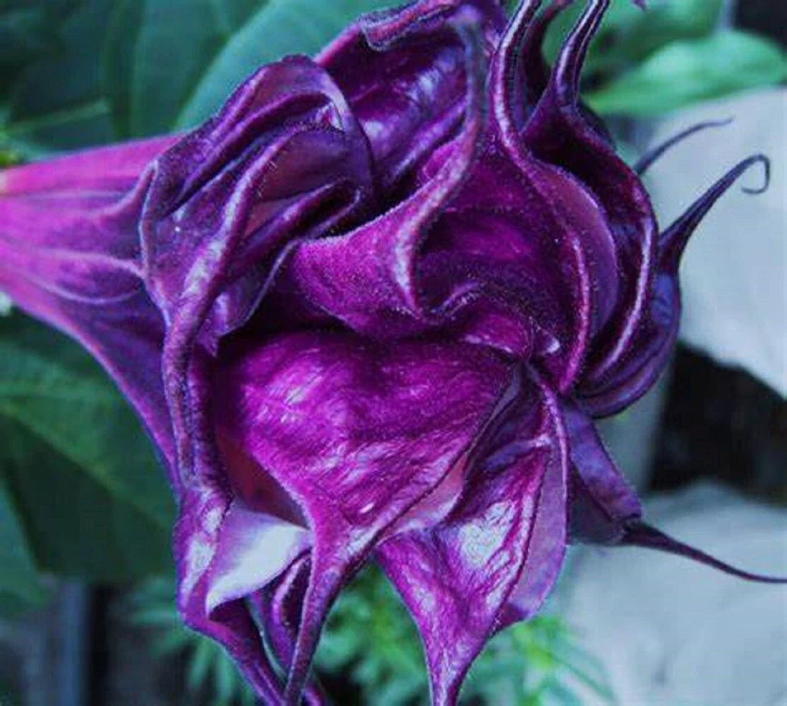 Double Queen Rose Angel Trumpet Seeds - Brugmansia Datura - 10 Pack - USA Grown
