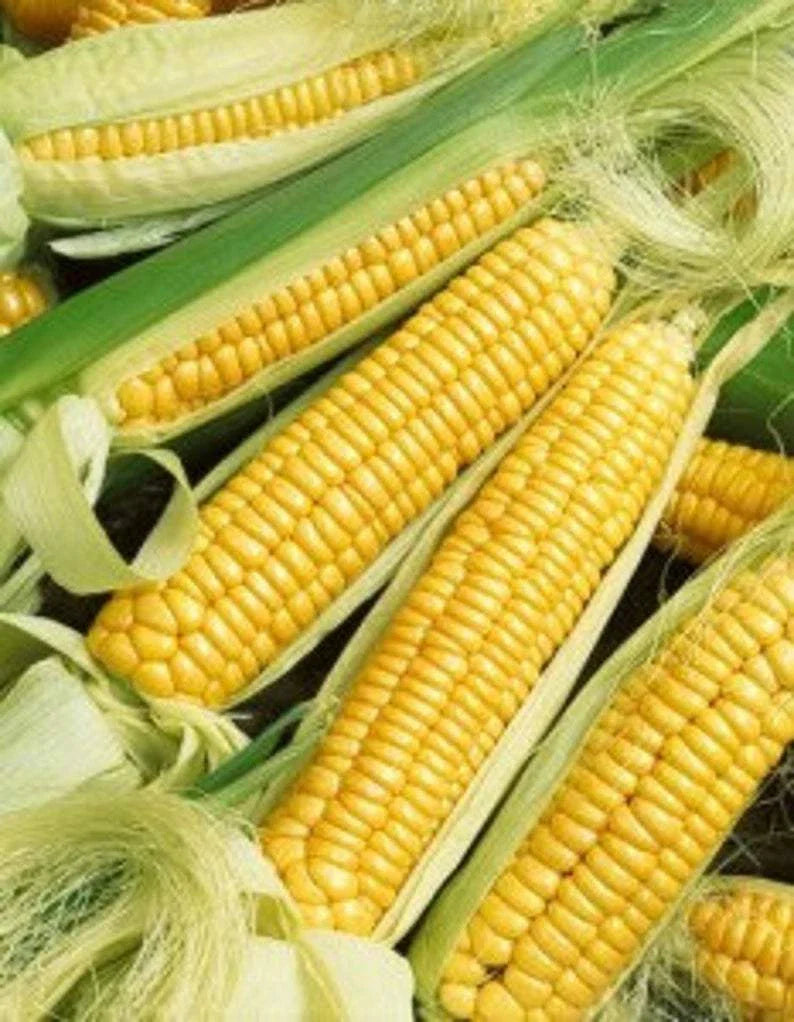 Early Golden Bantam Sweet Corn Seeds, Heirloom, NON-GMO, Open-Pollinated, Zea mays, Free Shipping