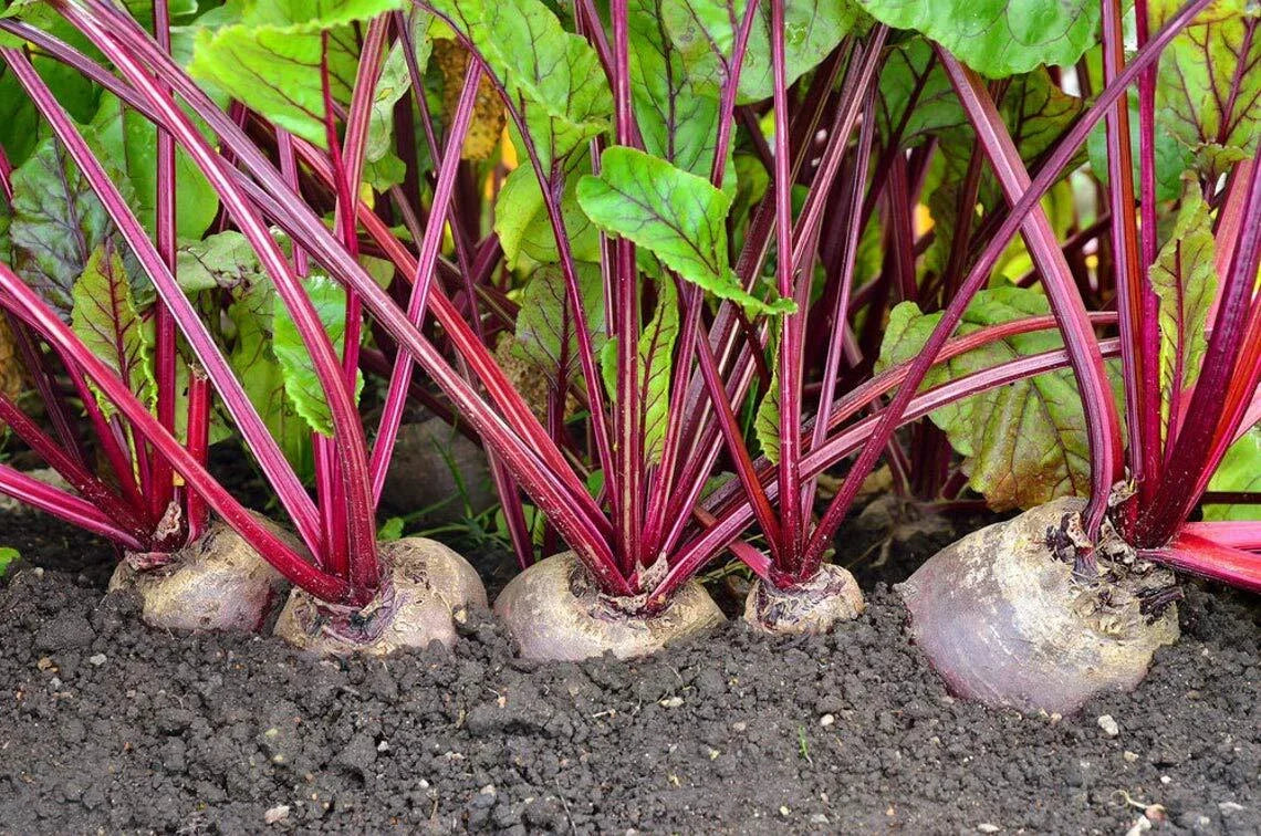 Detroit Red Beets Seeds - 250+ Seeds - Heirloom Variety - Beta vulgaris - USA Made, Ships from Iowa